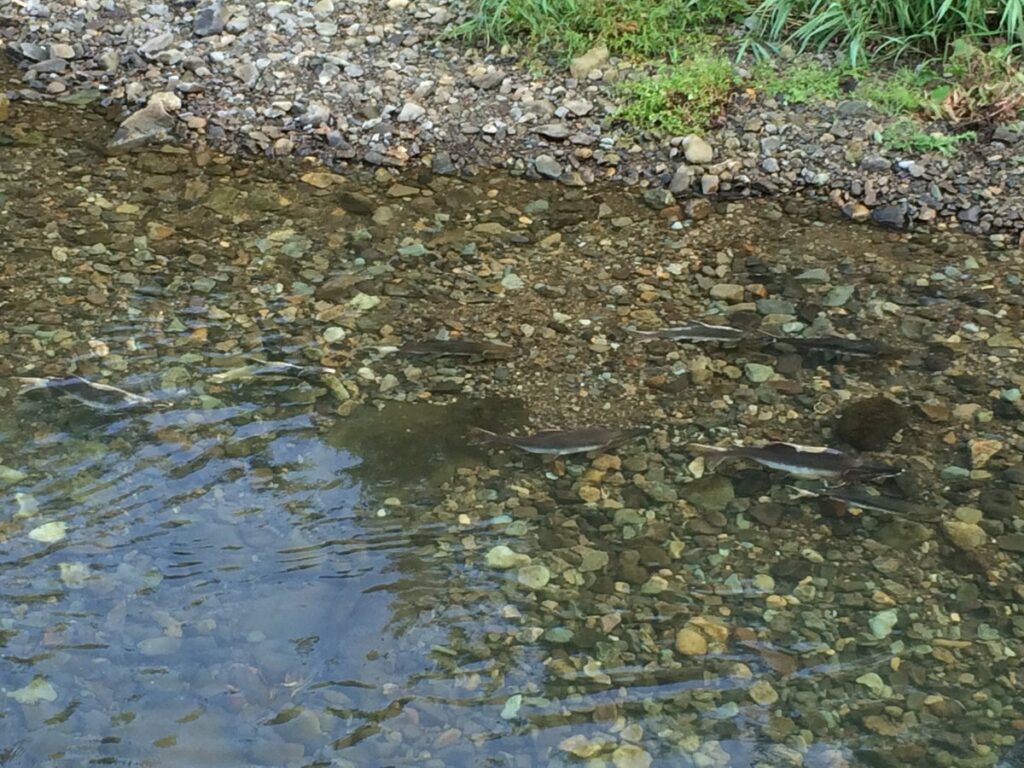 ペレケ川で見る鮭の遡上