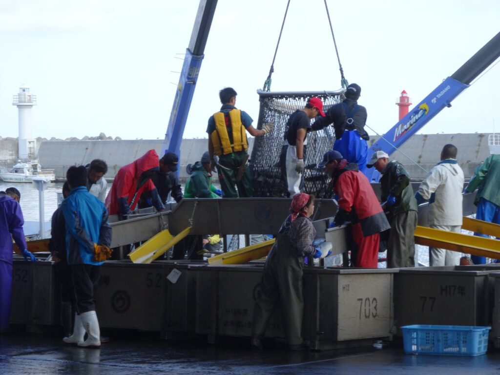 ウトロ漁港でのサケ水揚げ作業|ペレケ川見学後のウトロ漁港
