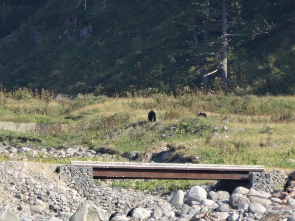 知床岬クルーズで見たヒグマの親子