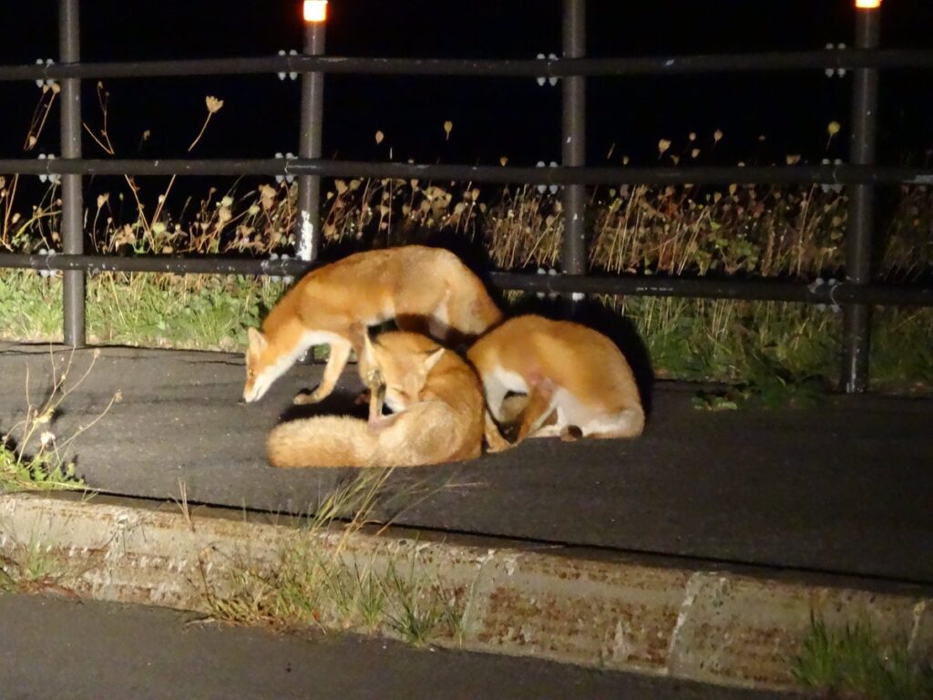 夕陽台の湯近くで見たキタキツネ親子