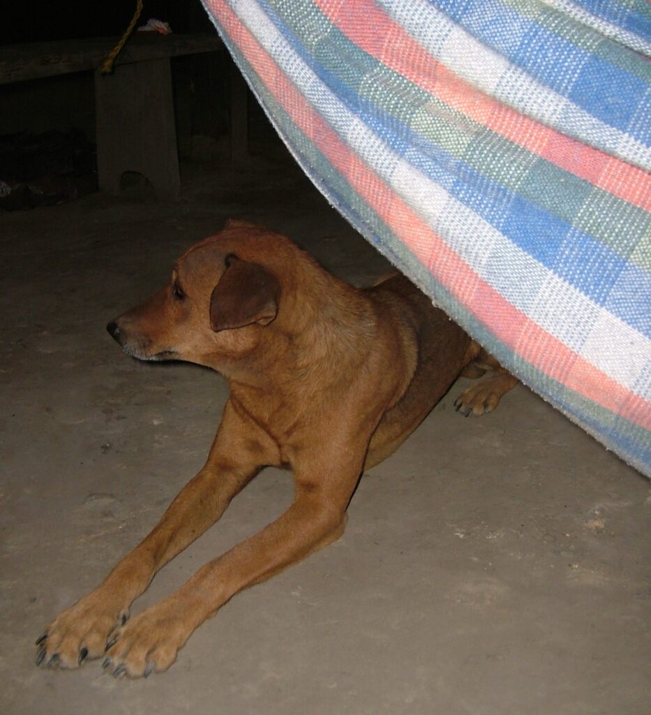 ギアナ高地で迎えた清々しい朝