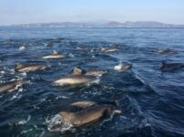 天草イルカウォッチングで遭遇した野生のイルカの群れ