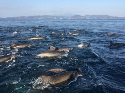 天草イルカウォッチングで遭遇した野生のイルカの群れ