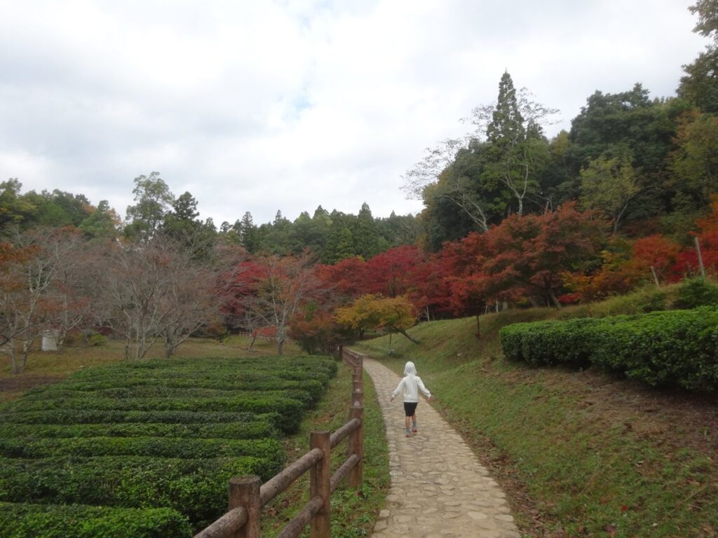 鶏足寺へ向かう遊歩道と紅葉前の山里の風景