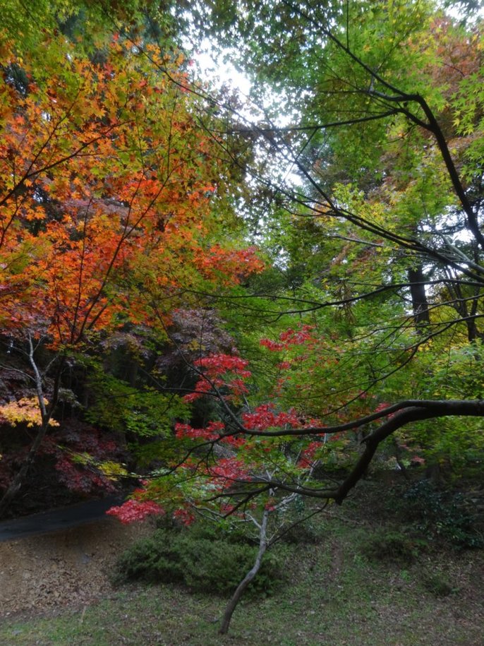 紅葉シーズンを迎えた鶏足寺周辺の色づくモミジ