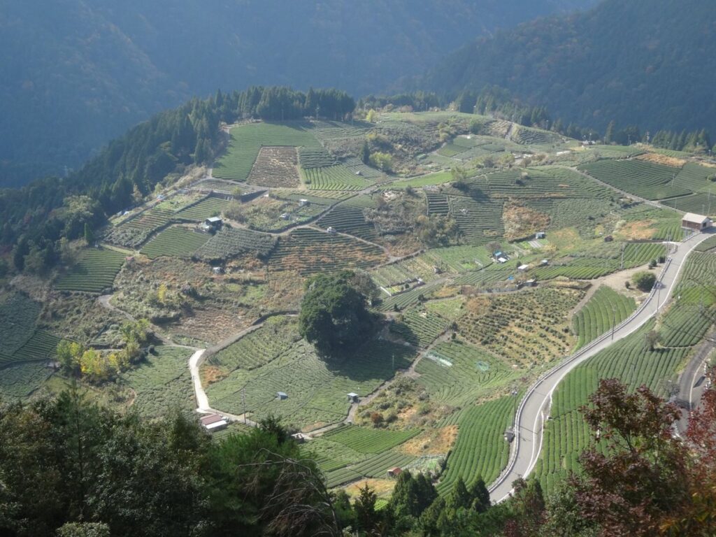 天空の遊歩道の絶景ポイントから見下ろす岐阜の天空の茶畑
