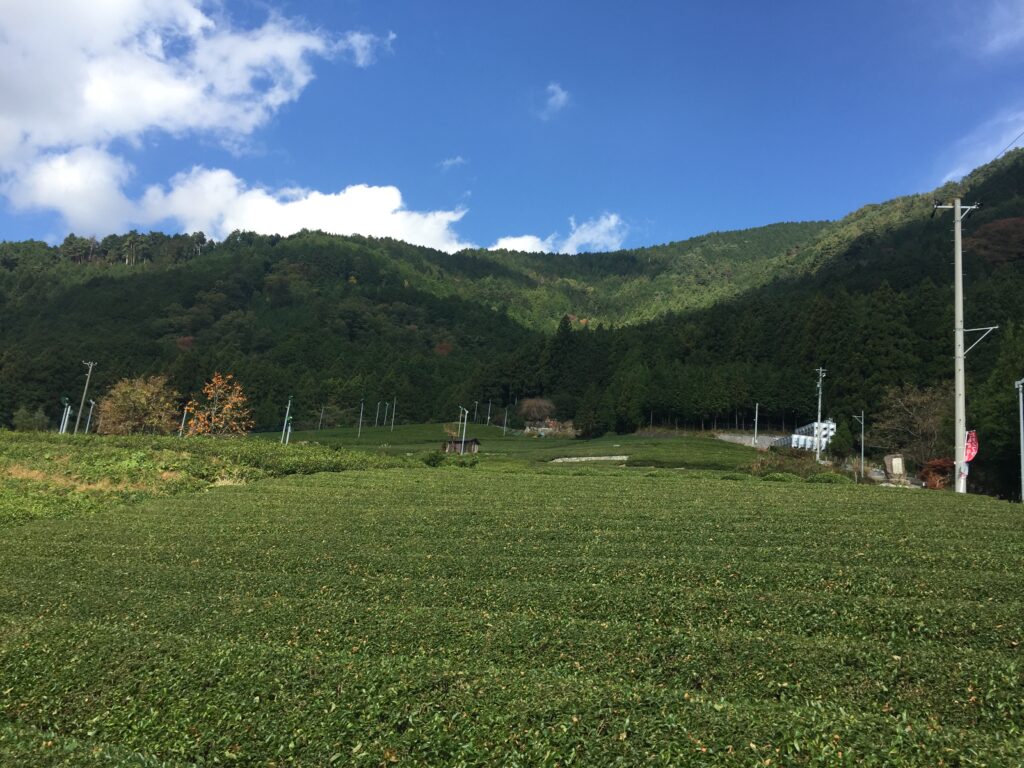 岐阜のマチュピチュ「天空の茶畑」に広がる茶畑