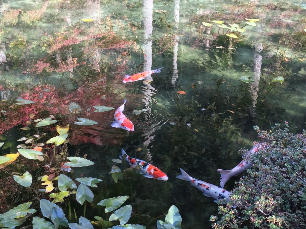 モネの池を泳ぐ赤白の錦鯉と睡蓮