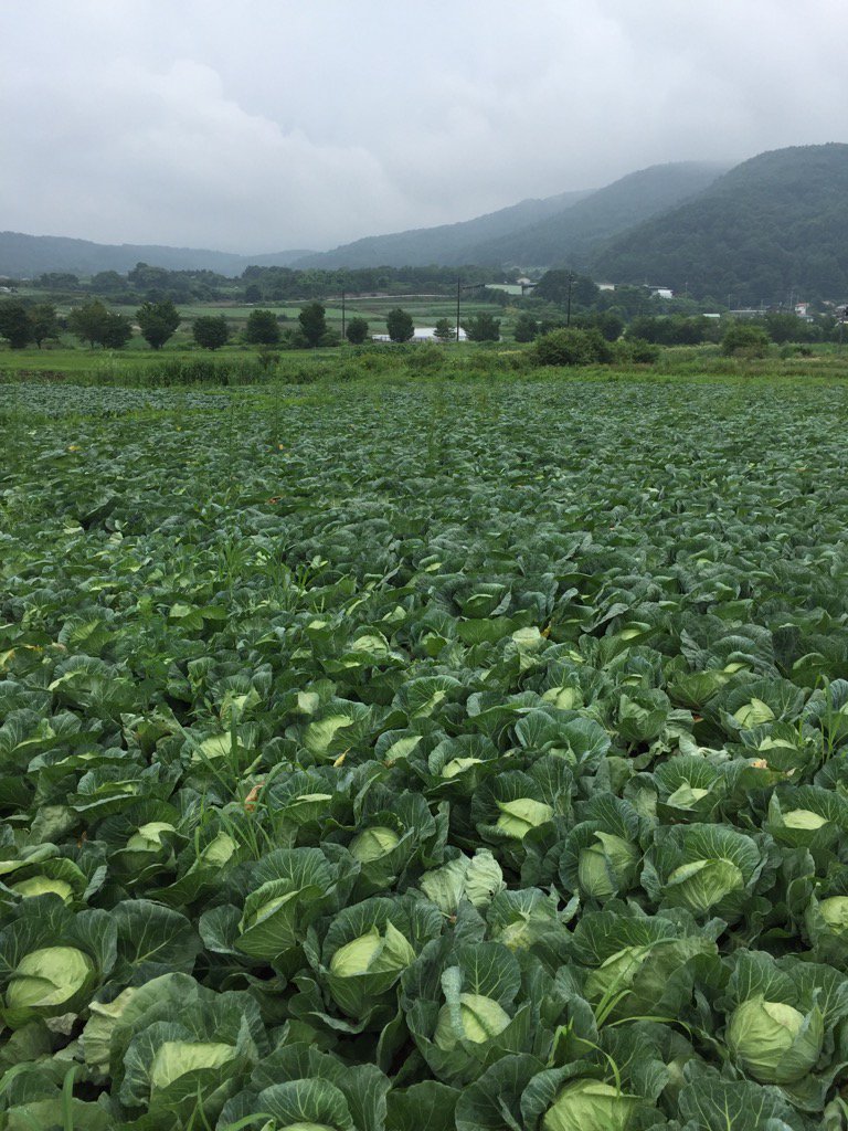 嬬恋村での「キャベツ朝摘み体験」