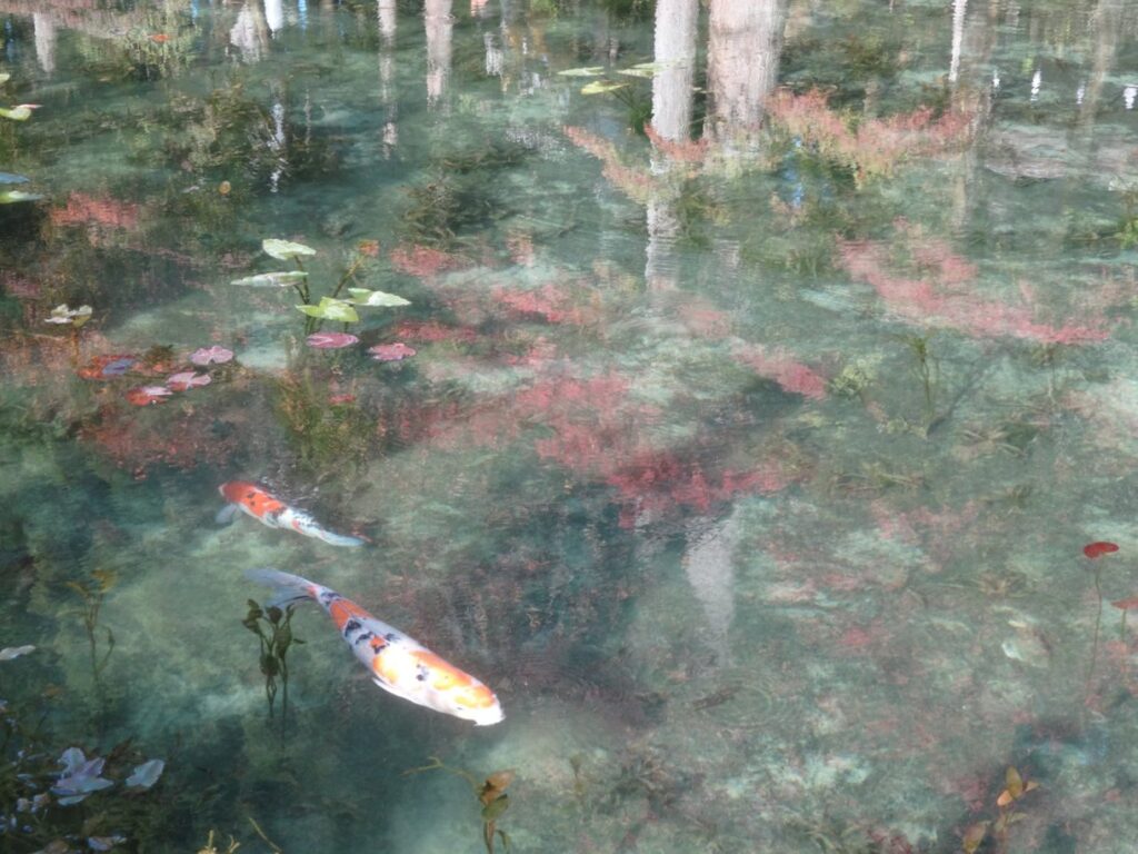 透明度の高いモネの池を泳ぐ色鮮やかな錦鯉