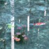 岐阜県関市の名もなき池「モネの池」を泳ぐ錦鯉と睡蓮