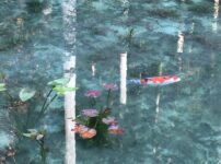 岐阜県関市の名もなき池「モネの池」を泳ぐ錦鯉と睡蓮