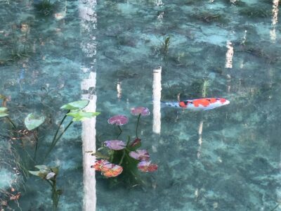 岐阜県関市の名もなき池「モネの池」を泳ぐ錦鯉と睡蓮
