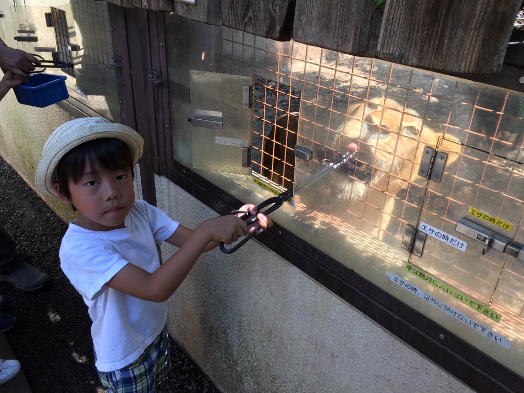群馬サファリパークでライオンにエサやりする様子