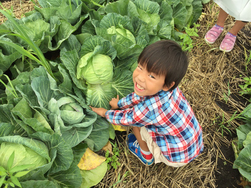 嬬恋村のキャベツ畑で子供と楽しんだキャベツ朝摘み体験
