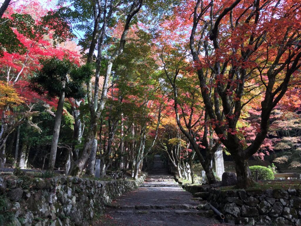 鶏足寺の参道を彩る赤いモミジの紅葉