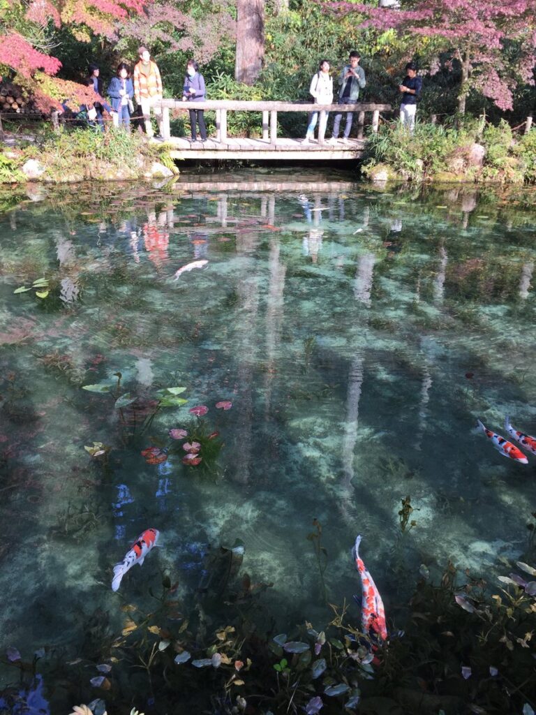 岐阜県関市の名もなき池「モネの池」と透明な水を泳ぐ錦鯉