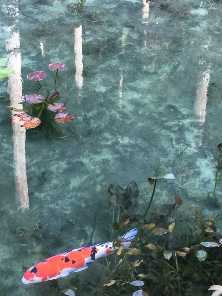 モネの池の透明な水を泳ぐ錦鯉と睡蓮