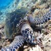 リゾナーレ小浜島・シュノーケリングでウミガメと遭遇