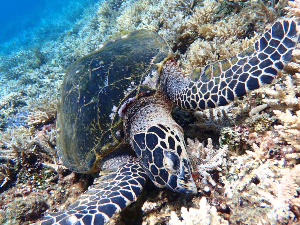 リゾナーレ小浜島・シュノーケリングでウミガメと遭遇