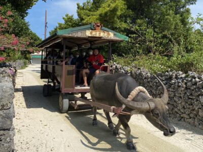 竹富島を水牛車と自転車で巡る