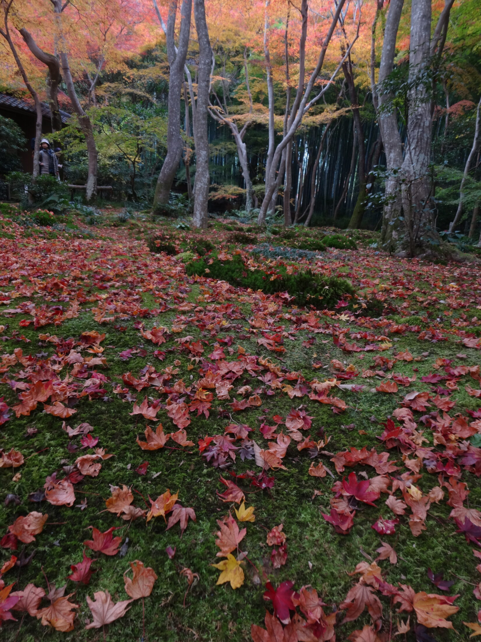 京都・祇王寺の散り紅葉