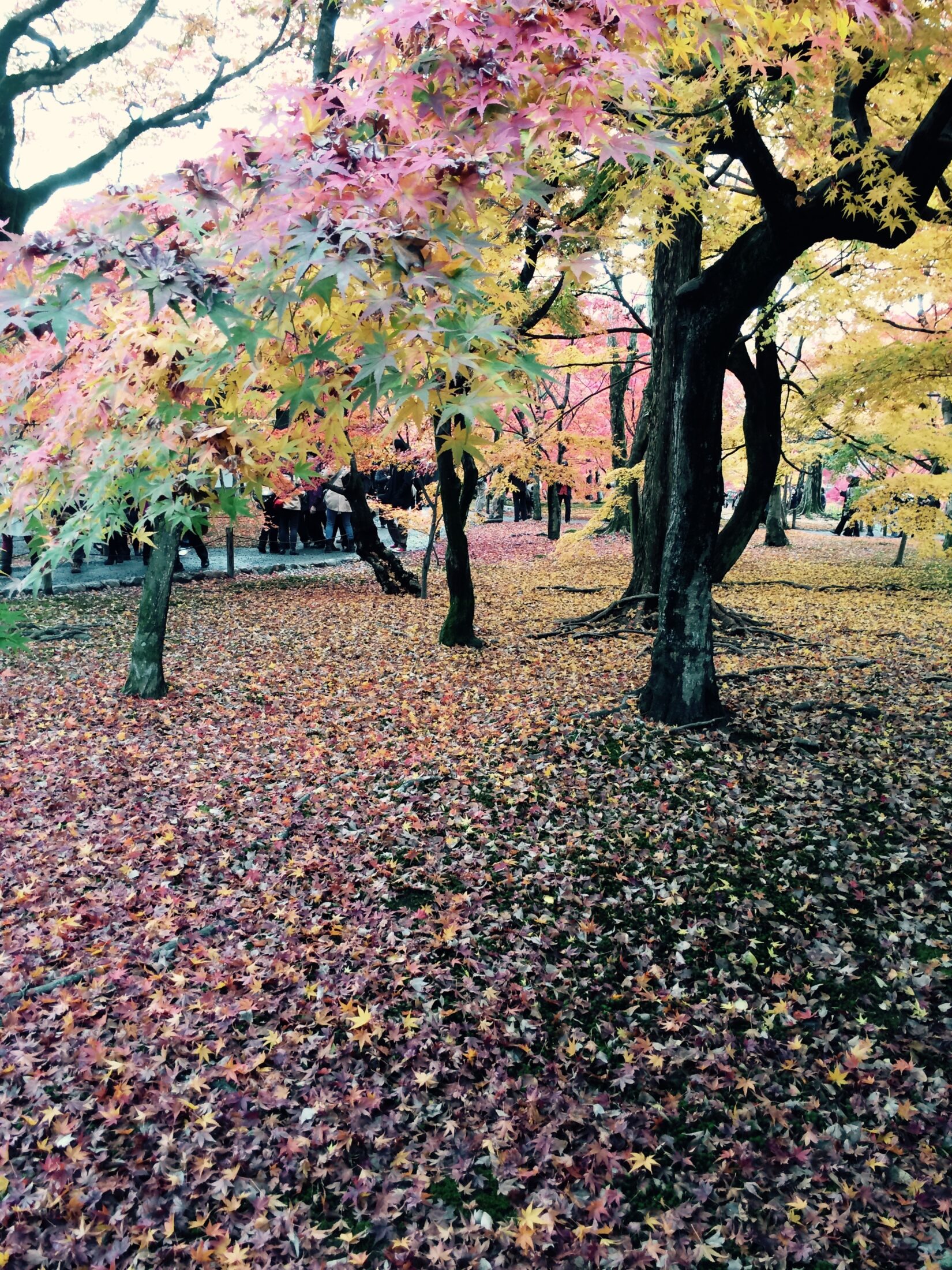 京都・東福寺の紅葉