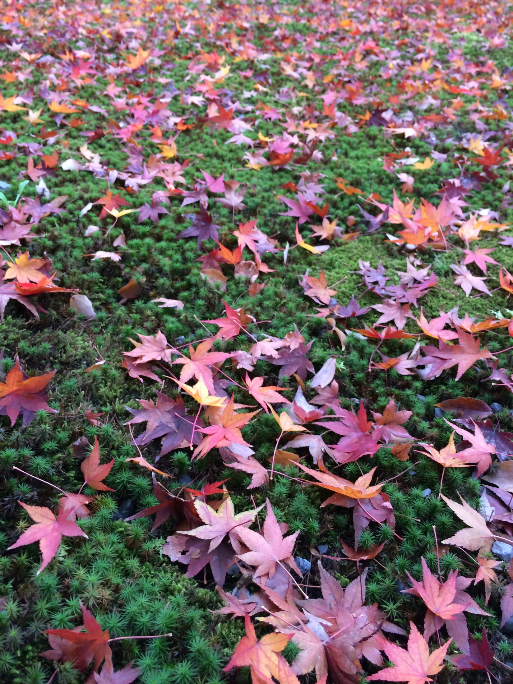 京都・東福寺の紅葉