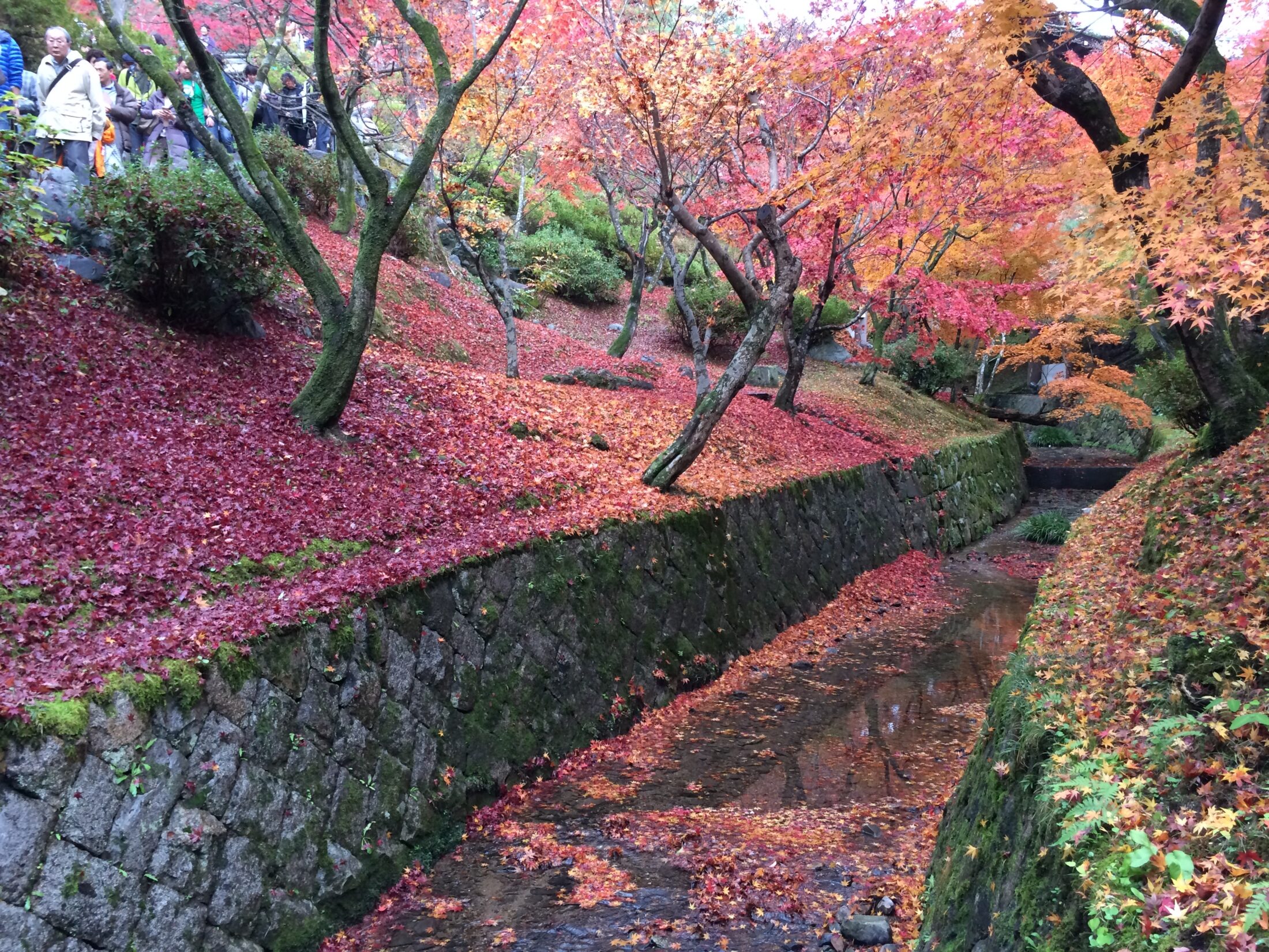 京都・東福寺の紅葉