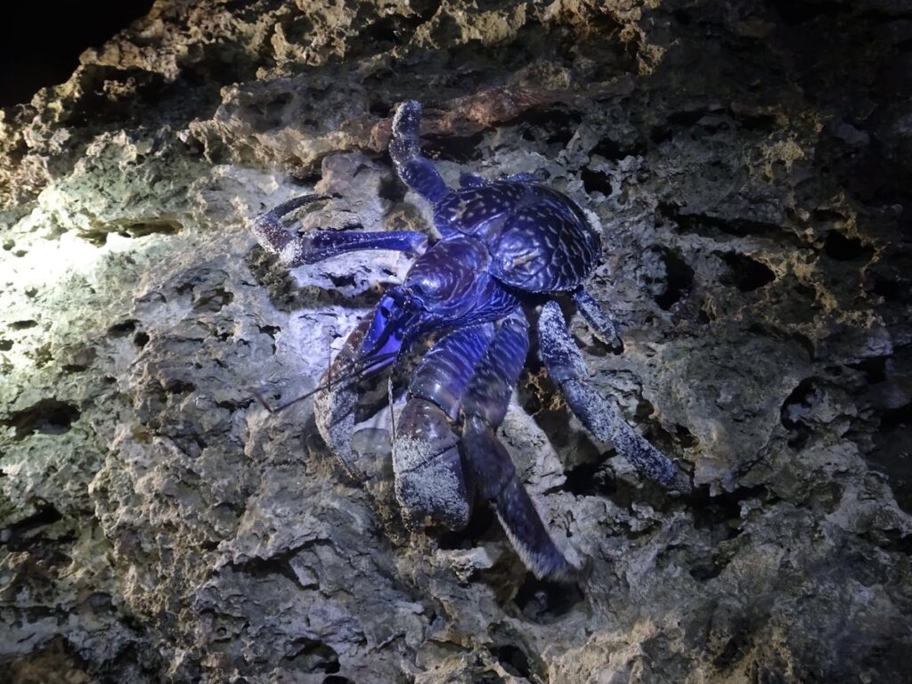 石垣島のナイトサファリで発見したヤシガニ