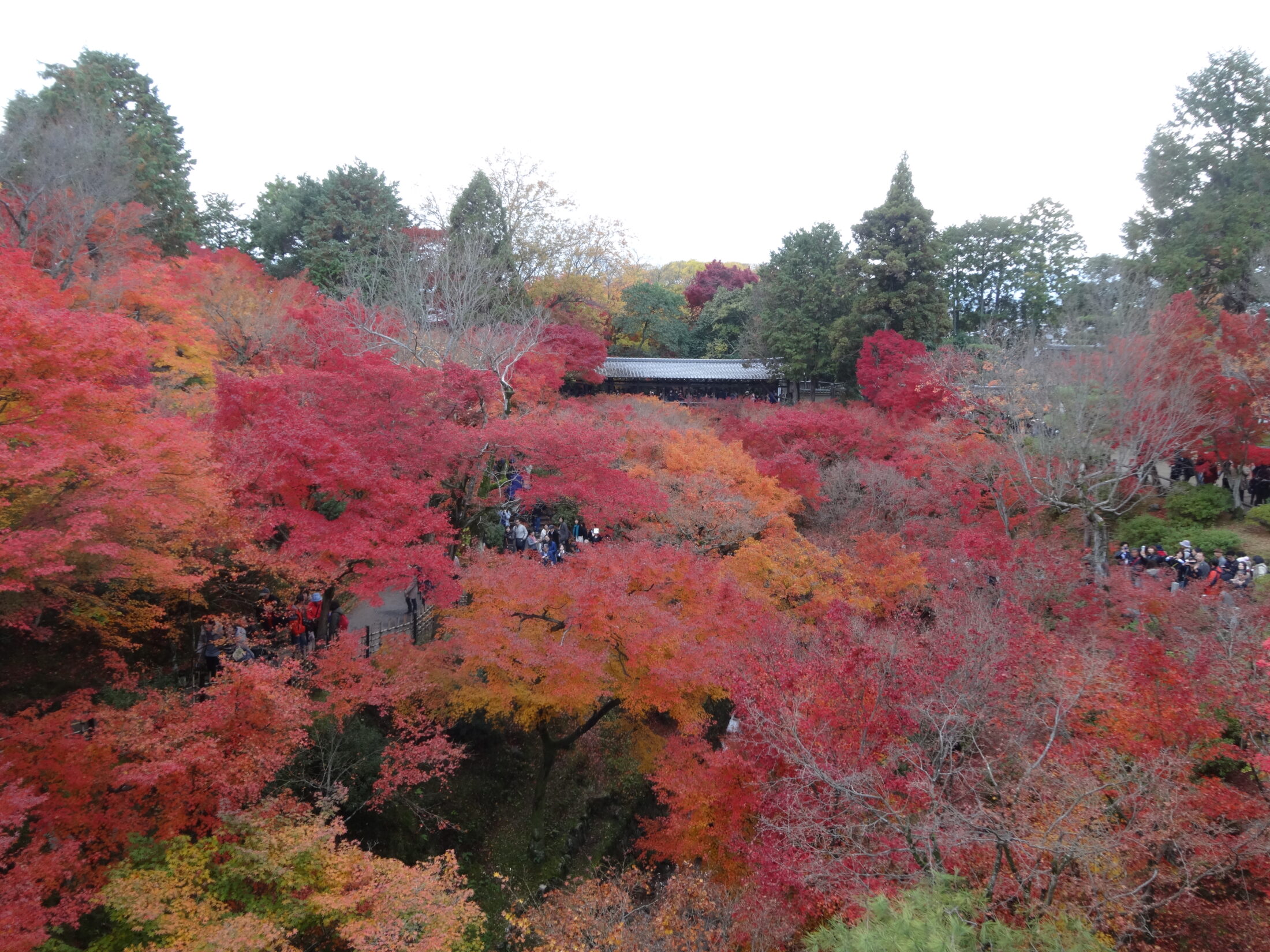 京都・東福寺の紅葉