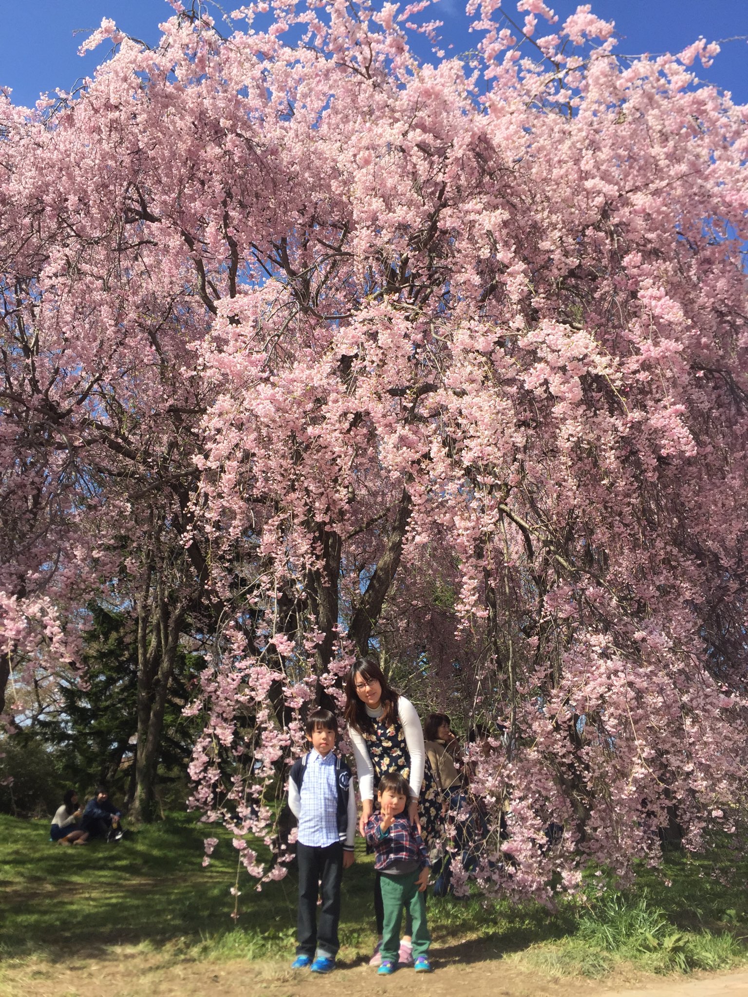 みちのく三大桜
