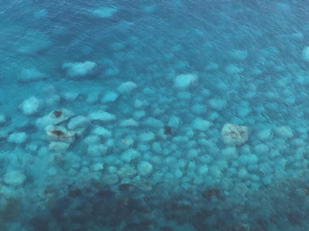 こちらでもシャコタンブルー