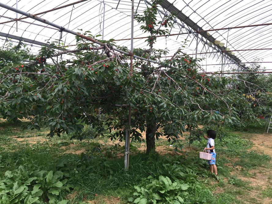 夕方は、余市の山本果樹園で、さくらんぼ、ブルーベリー&プラム狩