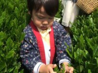 静岡・新茶摘み体験