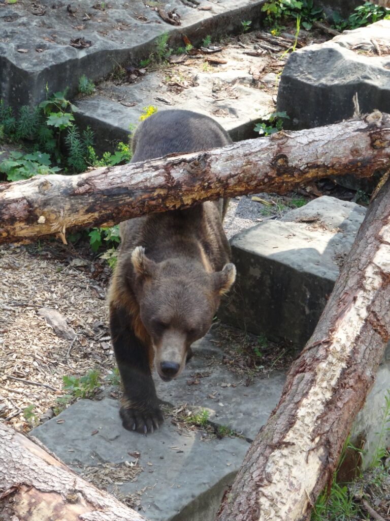 ベルン旧市街の熊公園で暮らす熊