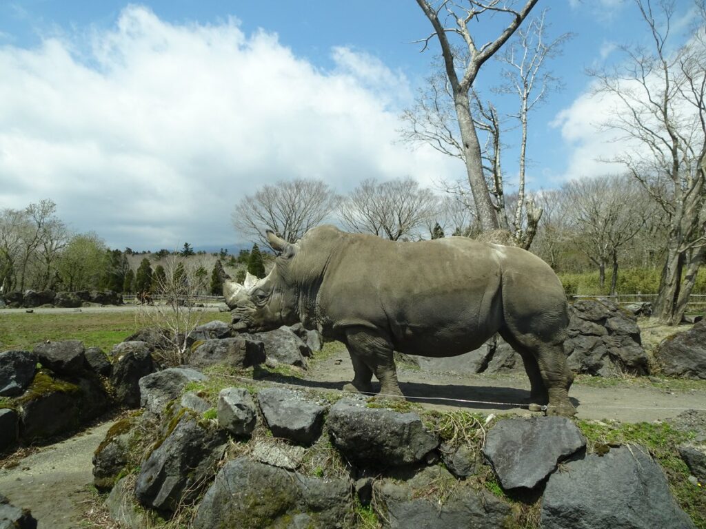 キャンプ場撤収後の富士サファリパーク