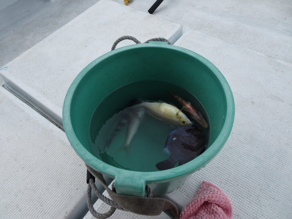 嘉手納漁港「海うさぎ丸」で子連れ船釣り体験:釣った魚のその後