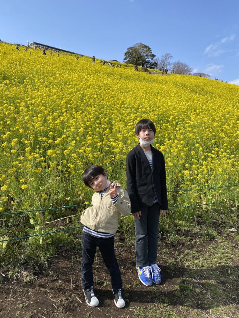 マザー牧場で満開の菜の花