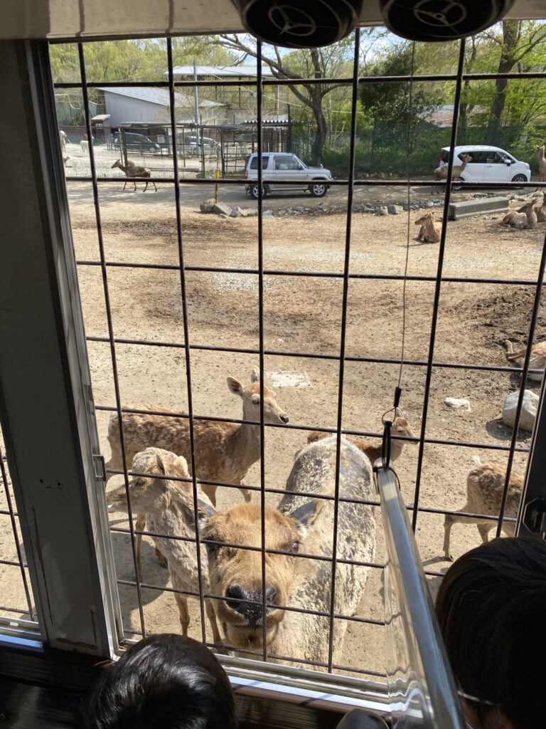 リゾナーレ那須から立ち寄る・「那須サファリパーク」