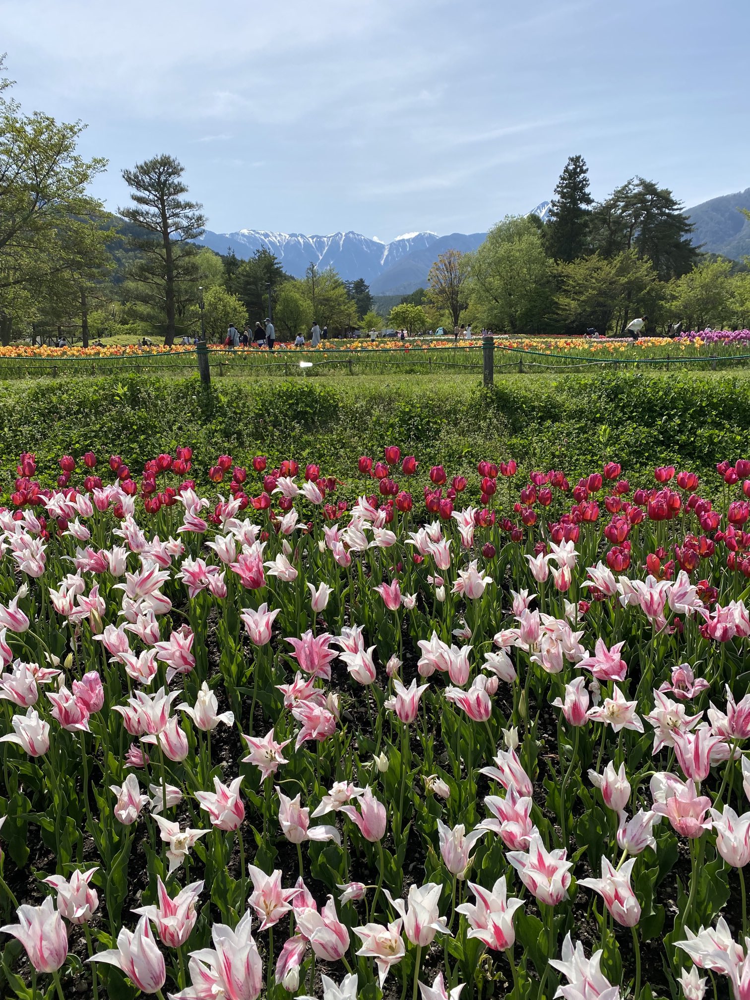 チューリップが満開の春の「国営アルプスあづみの公園」