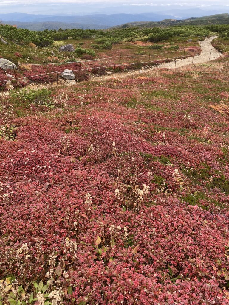 旭岳のチングルマの紅葉