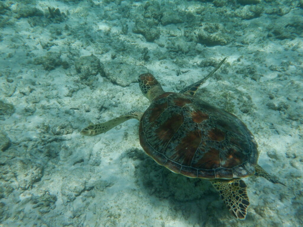 波照間島・ニシ浜でのシュノーケリングでウミガメと出会う