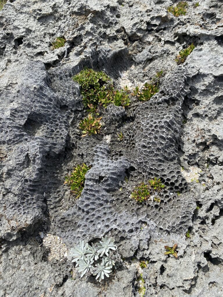 「波照間島」=「果てのうるま(サンゴ礁)」