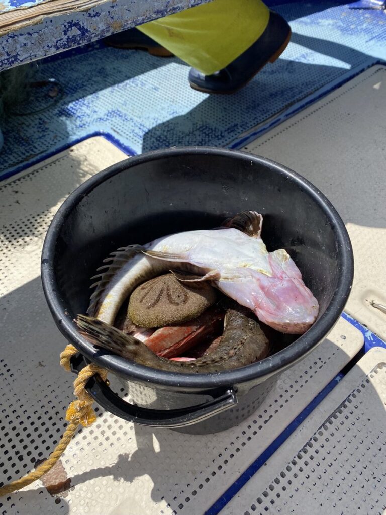 刺し網漁で多くの魚が獲れたFisherman’s CLUB