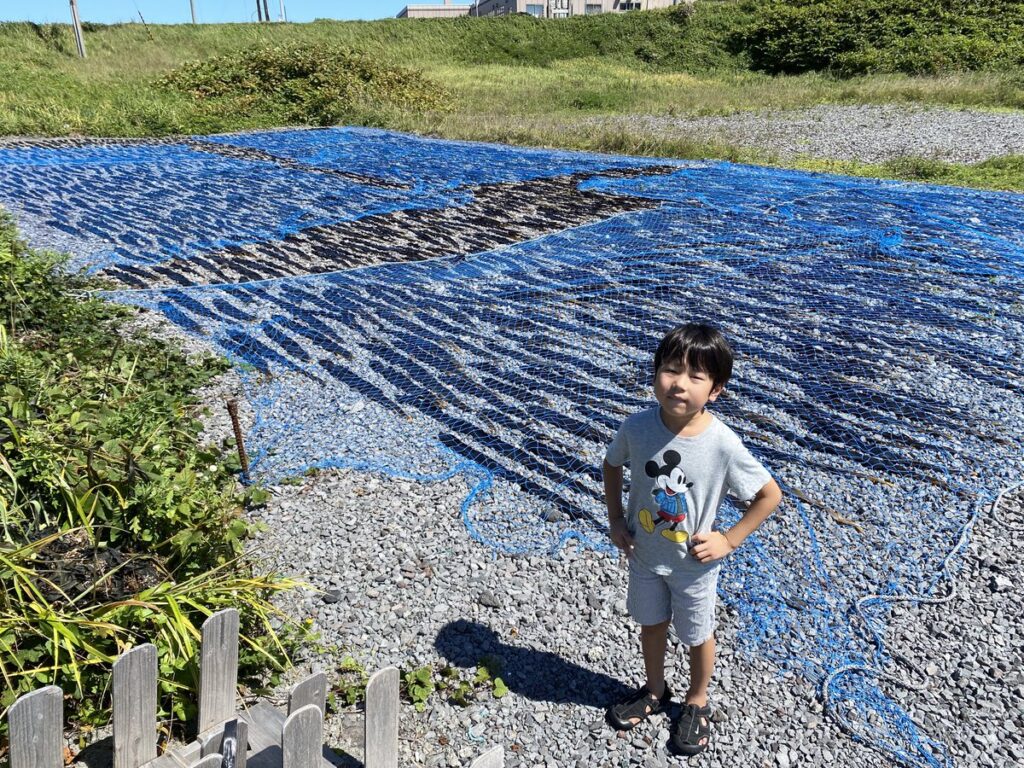 利尻島で天日干しされる利尻昆布