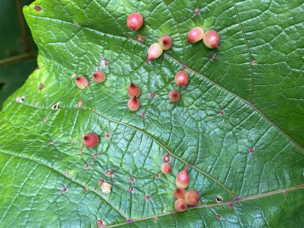 植物にできた赤い虫こぶ