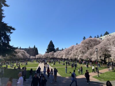 ワシントン大学桜並木