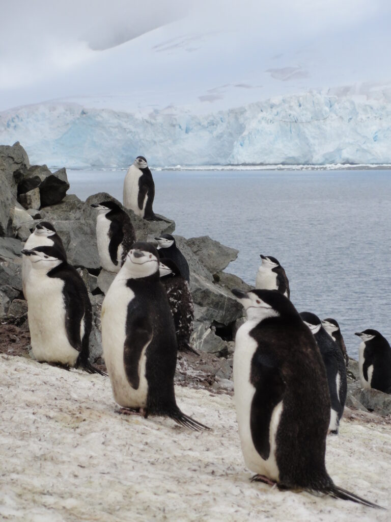 南極クルーズ：南シェトランド諸島「ハーフムーン島」で出会った「チンストラップペンギン」