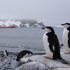 南極クルーズ：南シェトランド諸島「ハーフムーン島」でルッカリー（集団営巣地）を形成する「チンストラップペンギン」